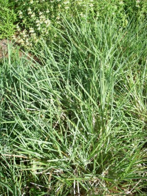 Fingergrass